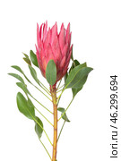 Beautiful protea flower on white background. Стоковое фото, фотограф Pixel_shot / Фотобанк Лори