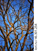 Tree branches without leaves against a bright blue sky. The complex network of branches creates an abstract pattern, and the sunlight emphasizes the texture of the bark and the fine details of small shoots. The branches look dry, indicating the autumn-winter or early spring period. The depth of field highlights the foreground branches, while the background remains slightly blurred, creating a sense of space. Стоковое фото, фотограф Анна Кривицкая / Фотобанк Лори