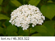 Inflorescence Hydrangea arborescens Annabelle in summer garden. Стоковое фото, фотограф Алексей Антипов / Фотобанк Лори