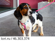 A cute brown and white dog is walking on a pink leash today. Стоковое фото, фотограф Аксенова Вера / Фотобанк Лори