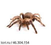 Scary tarantula spider on white background. Стоковое фото, фотограф Pixel_shot / Фотобанк Лори