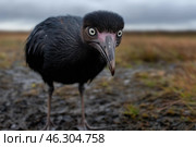 Island flightless bird, concept of rare and endangered species. Стоковое AI-изображение, AI-художник Евгений Харитонов / Фотобанк Лори