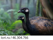 Two tropical flightless bird, concept of rare and endangered species. Стоковое AI-изображение, AI-художник Евгений Харитонов / Фотобанк Лори
