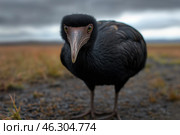 Portrait of island flightless bird, concept of rare and endangered species. Стоковое AI-изображение, AI-художник Евгений Харитонов / Фотобанк Лори