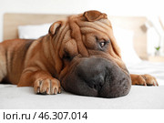 Cute Shar-Pei dog lying on bed at home. Стоковое фото, фотограф Pixel_shot / Фотобанк Лори