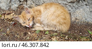 A ginger stray cat curled up against a stone wall. He looks tired and weak, his fur is disheveled and slightly dirty. The cat has his tongue hanging out and his eyes are half-closed, which may indicate illness or fatigue. Around him is dry earth, fallen leaves and twigs, which creates an atmosphere of desolation and helplessness. Perhaps this is one of the street cats of Yalta, who live on the street and depend on people for help. Стоковое фото, фотограф Анна Кривицкая / Фотобанк Лори