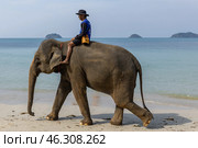 Таиланд. Ко Чанг. Погонщик едет на слоне по берегу моря. Thailand. Koh Chang. A mahout rides an elephant along the seashore. Редакционное фото, фотограф Алексей Смышляев / Фотобанк Лори