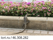 Таиланд. Бангкок. Варан на территории парка Benjakiti Park. Thailand. Bangkok. A monitor lizard on the territory of Benjakiti Park. Стоковое фото, фотограф Алексей Смышляев / Фотобанк Лори