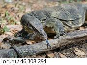 Таиланд. Бангкок. Варан на территории парка Benjakiti Park. Thailand. Bangkok. A monitor lizard on the territory of Benjakiti Park. Стоковое фото, фотограф Алексей Смышляев / Фотобанк Лори