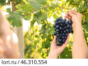 Woman picking fresh ripe juicy grapes in vineyard. Стоковое фото, фотограф Pixel_shot / Фотобанк Лори