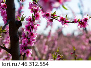 Peach tree flowers on sky background. Стоковое фото, фотограф Яков Филимонов / Фотобанк Лори
