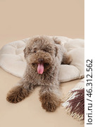 Cute poodle lying on pouf against beige background. Стоковое фото, фотограф Pixel_shot / Фотобанк Лори
