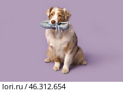 Cute Australian Shepherd dog holding sneaker on purple background. Стоковое фото, фотограф Pixel_shot / Фотобанк Лори