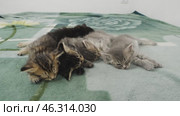 Разноцветные котята спят. A colorful kittens are sleeping. Стоковое видео, видеограф Евгений Романов / Фотобанк Лори