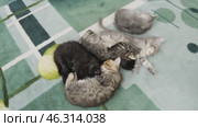 Разноцветные котята спят. A colorful kittens are sleeping. Стоковое видео, видеограф Евгений Романов / Фотобанк Лори