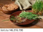 Plate with fresh wheatgrass on brown wooden table. Стоковое фото, фотограф Pixel_shot / Фотобанк Лори