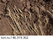 Ears of wheat lie on the plowed land, harvesting, autumn strada. Стоковое фото, фотограф Коханова Наталья / Фотобанк Лори