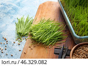 Fresh wheatgrass and seeds on color background. Стоковое фото, фотограф Pixel_shot / Фотобанк Лори