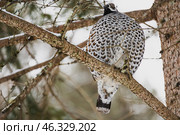Рябчик  (лат. Tetrastes bonasia) Стоковое фото, фотограф Бородкин Андрей / Фотобанк Лори