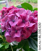 Hydrangea flowers bouquet / гортензия розовая. Стоковое фото, фотограф Евгения Харлампьева / Фотобанк Лори