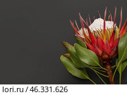 Beautiful red protea flower on dark background, closeup. Стоковое фото, фотограф Pixel_shot / Фотобанк Лори