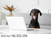 Cute Dobermann dog in eyeglasses with laptop on table at home. Стоковое фото, фотограф Pixel_shot / Фотобанк Лори