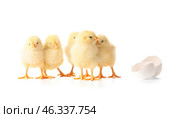 Cute hatched chicks on white background. Стоковое фото, фотограф Pixel_shot / Фотобанк Лори