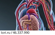 Revealing human circulatory and respiratory systems. Стоковое видео, видеограф Данил Руденко / Фотобанк Лори