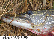 A pike caught on dry autumn grass. Стоковое фото, фотограф Александр Прошкин / Фотобанк Лори