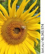 Яркий подсолнух. Подсолнечник (лат. Helianthus, «цветок солнца») происходит от греческих слов helios («солнце») и anthemon («цветок»). Стоковое фото, фотограф Сергей Елизарьев / Фотобанк Лори