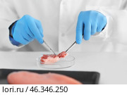 Scientist examining meat sample in laboratory. Стоковое фото, фотограф Pixel_shot / Фотобанк Лори