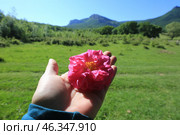 Сбор эфиромасличной розы в Крыму. Цветок розы на ладони. Стоковое фото, фотограф Яна Королёва / Фотобанк Лори