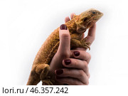 Бородатая агама ящерица рептилия взрослая самка лизербэк в женских руках с тёмно-красным винного цвета коротким маникюром витражным гель-лаком с выравниванием гелем. Стоковое фото, фотограф Алиса Сокол / Фотобанк Лори