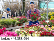 Salesman changes arrangement of pots with garden chamomile and improves appearance of window. Стоковое фото, фотограф Яков Филимонов / Фотобанк Лори