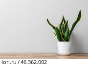Snake plant on table near light wall. Стоковое фото, фотограф Pixel_shot / Фотобанк Лори