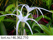 Tropical flower Crinum mauritianum Lodd, Hainan Island, China, May 2011. Стоковое фото, фотограф Александр Карпенко / Фотобанк Лори