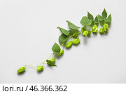 Fresh green hops and leaves on white background. Стоковое фото, фотограф Pixel_shot / Фотобанк Лори