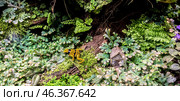 Poisonous black and yellow frog in the terrarium of an amphibian and reptile lover. Phyllobates terribilis Colombia amazon rainforest toxic amphibian. Widescreen background. Стоковое фото, фотограф Iva Noel / Фотобанк Лори