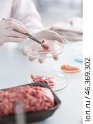 Scientist examining forcemeat in laboratory. Стоковое фото, фотограф Pixel_shot / Фотобанк Лори
