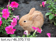 Cute fluffy bunny among beautiful flowers outdoors. Стоковое фото, фотограф Pixel_shot / Фотобанк Лори