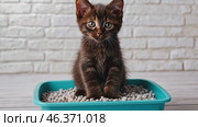 Adorable grey little kitten sitting inside a litter box. Pet care. Domestic Cat looking at litterbox in a living room. Hygiene for pets. Feline wants to go to the toilet. Accustoming kittens to toilet. Стоковое AI-видео, аниматор Марина Демидюк / Фотобанк Лори