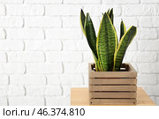 Decorative sansevieria plant in wooden box near brick wall. Стоковое фото, фотограф Pixel_shot / Фотобанк Лори