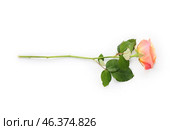 Beautiful rose on white background. Стоковое фото, фотограф Pixel_shot / Фотобанк Лори