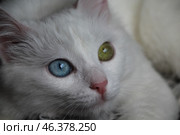 Белая кошка с глазами разного цвета. Стоковое фото, фотограф София Константинопольская / Фотобанк Лори