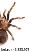 Scary tarantula spider on white background. Стоковое фото, фотограф Pixel_shot / Фотобанк Лори