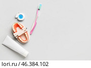 Model of jaw with dental braces, tooth brush, paste and floss on light background. Стоковое фото, фотограф Pixel_shot / Фотобанк Лори