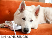 Funny naughty dog playing with shoes at home. Стоковое фото, фотограф Pixel_shot / Фотобанк Лори