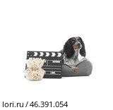Cute cocker spaniel dog with bowls of popcorn and clapperboard lying on pet bed against white background. Стоковое фото, фотограф Pixel_shot / Фотобанк Лори