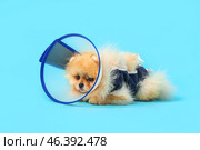Cute Pomeranian dog in cone and recovery suit after sterilization on blue background. Стоковое фото, фотограф Pixel_shot / Фотобанк Лори
