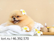 Cute Pomeranian dog with plumeria flowers and spa accessories on table against beige background. Стоковое фото, фотограф Pixel_shot / Фотобанк Лори